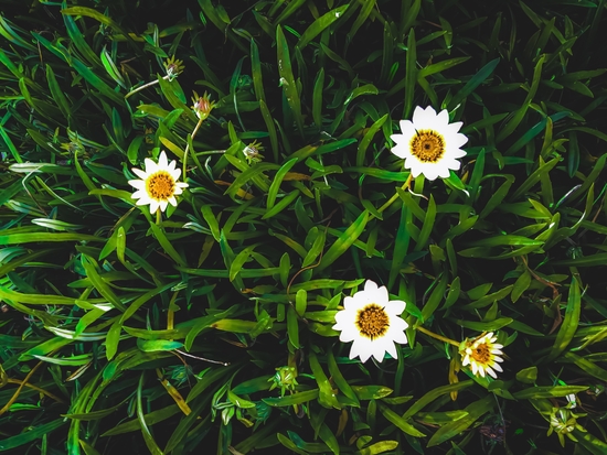 blooming white flowers with green leaves texture background by Timmy333