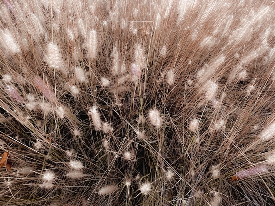 blooming grass flowers field texture abstract background by Timmy333