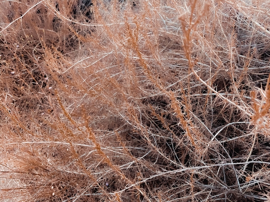 Closeup brown dry plant abstract texture background by Timmy333