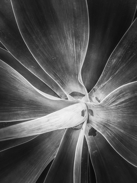 succulent plant texture in black and white by Timmy333