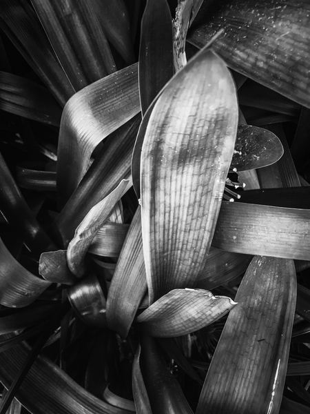 closeup leaves texture background in black and white by Timmy333