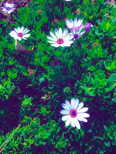 blooming white and purple flowers with green leaves by Timmy333