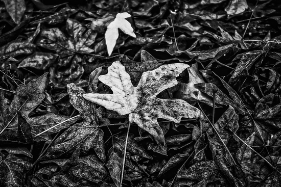 maple leaves in black and white by Timmy333