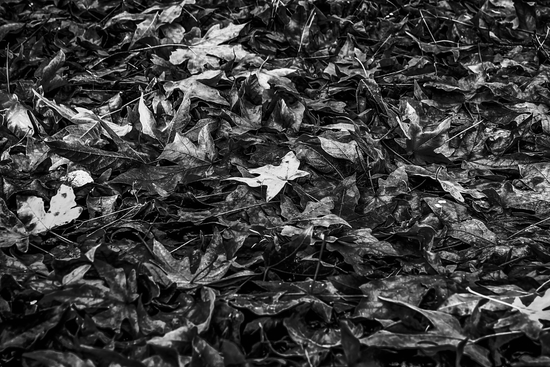 maple leaves texture abstract in black and white by Timmy333