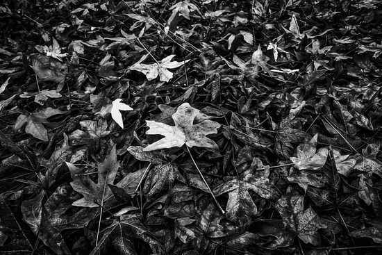 maple leaves texture in black and white by Timmy333