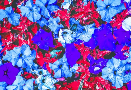 closeup flower texture abstract in blue purple red by Timmy333