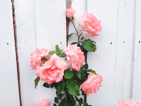 pink rose garden with white wood wall background by Timmy333