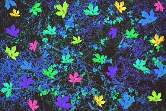 maple leaf in pink green purple blue yellow with blue creepers plants background by Timmy333