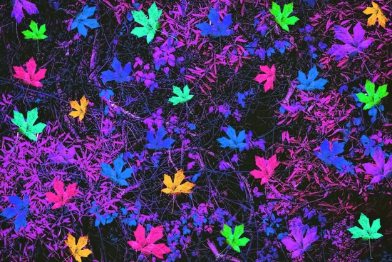 maple leaf in pink blue green yellow purple with pink and purple creepers plants background by Timmy333