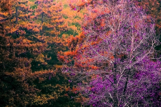 autumn tree in the forest with purple and brown leaf by Timmy333