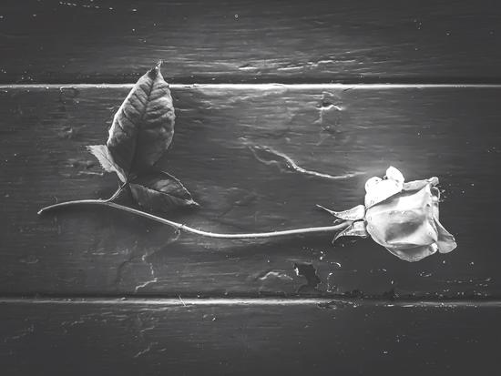 rose with leaves on the wood table in black and white by Timmy333