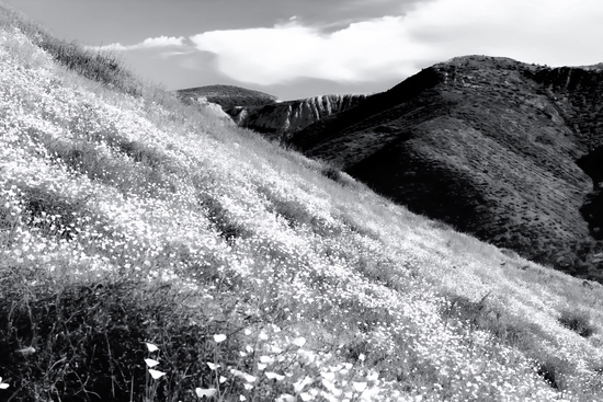 poppy flower field with mountain and cloudy sky background in black and white by Timmy333