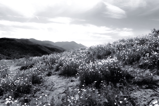 poppy flower field with mountain and cloudy sky in black and white by Timmy333