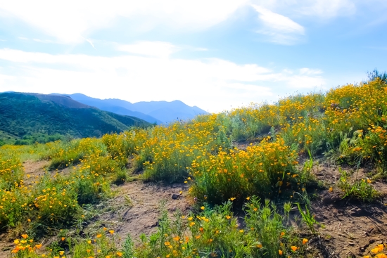 yellow poppy flower field with green leaf and blue cloudy sky in summer by Timmy333