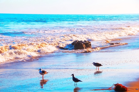 seagull bird on the sandy beach with blue wave water in summer by Timmy333