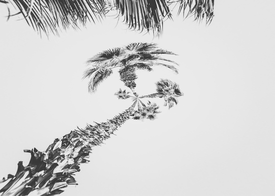 palm tree with clear sky background in black and white by Timmy333