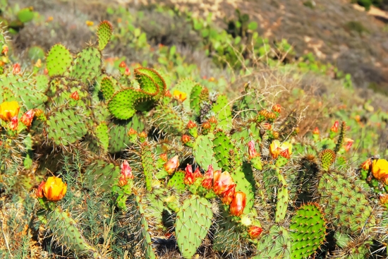 green cactus with red and yellow flower texture background by Timmy333