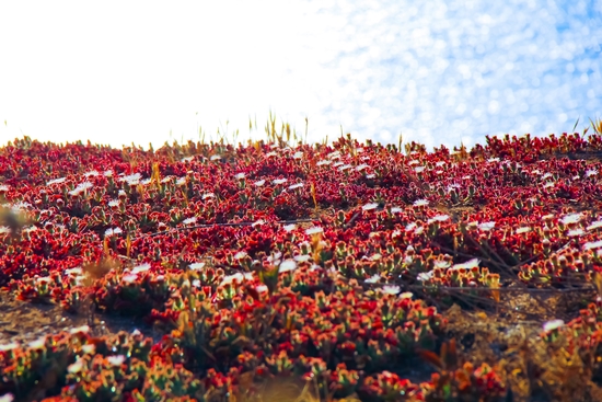 closeup red flower with blue ocean background in summer by Timmy333