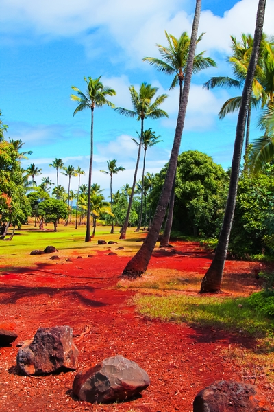 palm trees with green tree and blue cloudy sky in summer by Timmy333