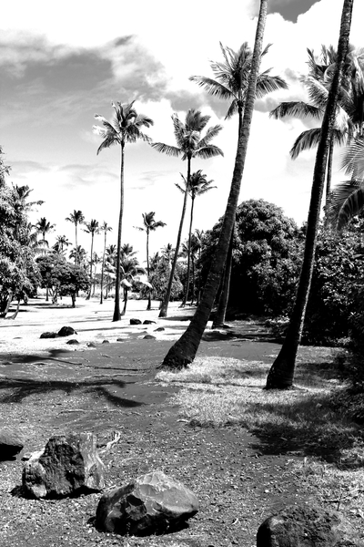 palm tree with cloudy sky in black and white by Timmy333