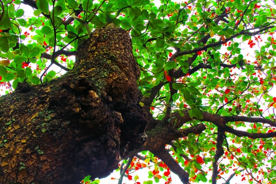 big tree with green leaves and red leaves by Timmy333