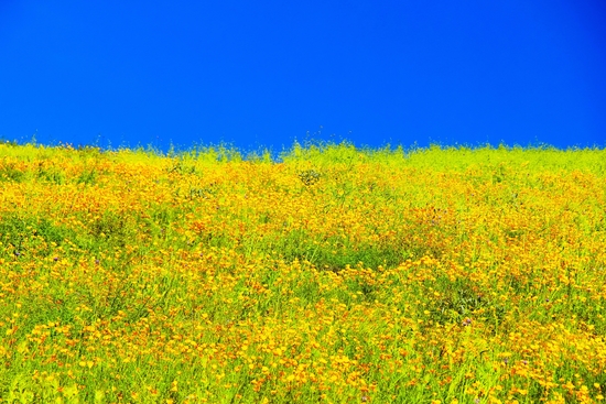 yellow poppy flower field with green leaf and clear blue sky by Timmy333