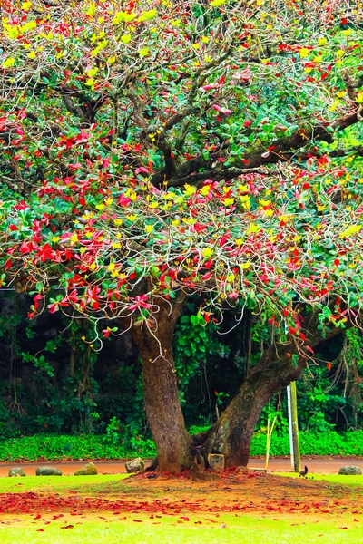 big tree with green yellow and red leaves by Timmy333