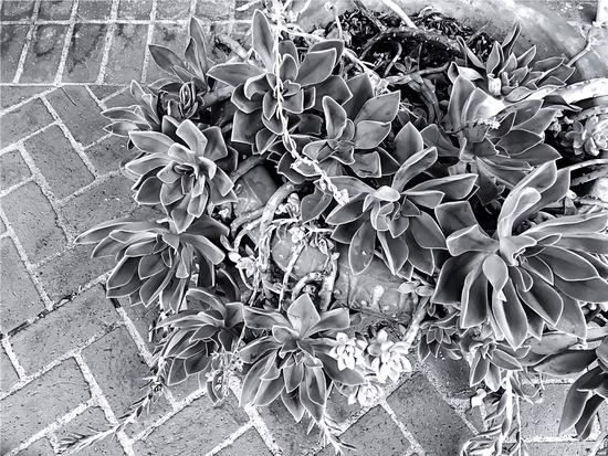 succulent plant with brick floor background in black and white by Timmy333