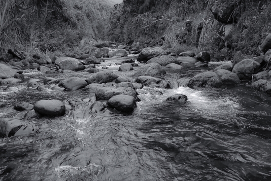 river in the forest with tree in black and white by Timmy333