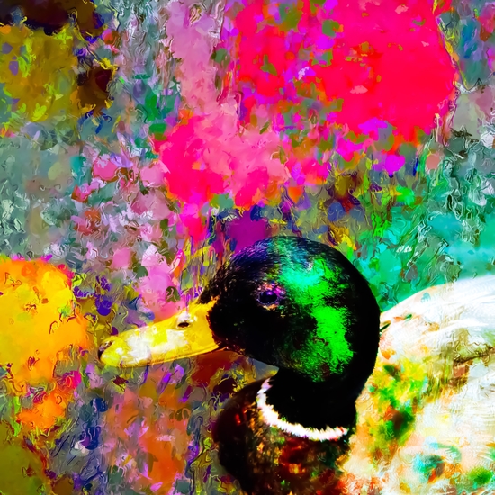 mallard duck with pink green brown purple yellow painting abstract background by Timmy333