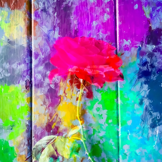 red rose with pink purple blue green yellow painting abstract background by Timmy333