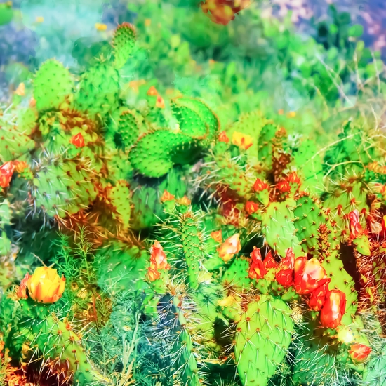 green cactus with yellow and red flower in the desert by Timmy333