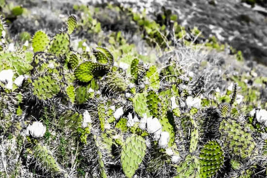 texture of the green cactus with white flower in the desert  by Timmy333