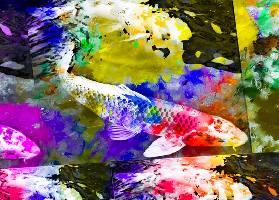 koi fish with painting texture abstract background in red blue yellow pink by Timmy333