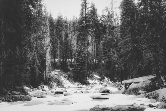 snow at Sequoia national park, USA in black and white by Timmy333