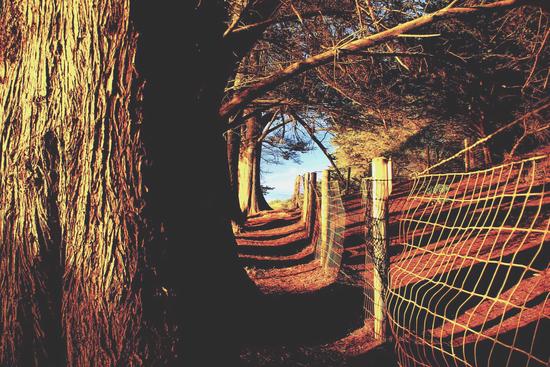 trees in the forest with shadow and sunlight by Timmy333