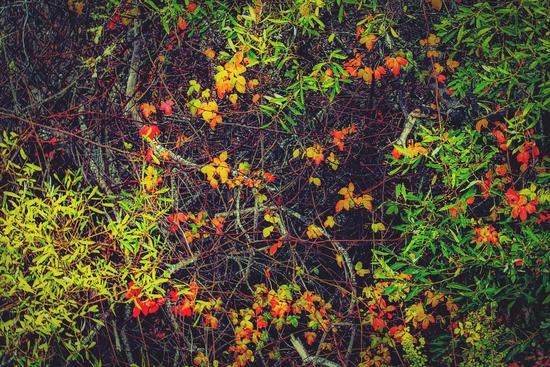 red yellow orange and green leaves background by Timmy333