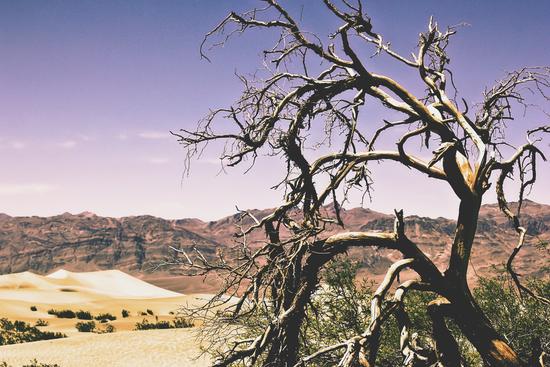 tree at the Death Valley national park,USA by Timmy333