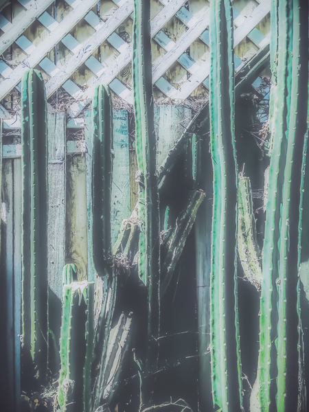 closeup green cactus with old vintage wood background by Timmy333