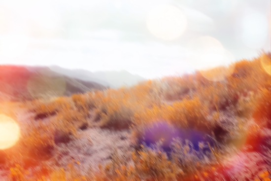 yellow flower field on the mountain with summer light bokeh abstract by Timmy333