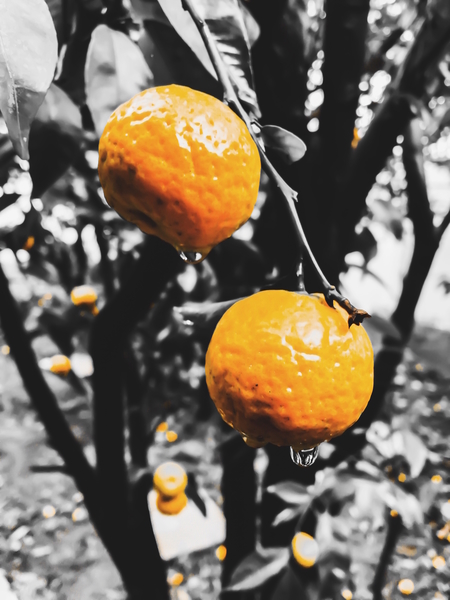 fresh orange fruit in the garden by Timmy333