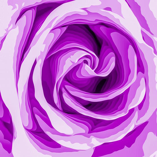 closeup purple rose texture background by Timmy333