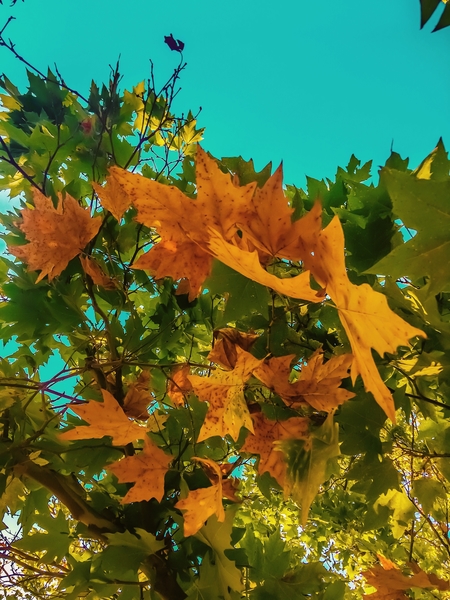 Maple tree branch with orange and green autumn leaves and blue sky by Timmy333