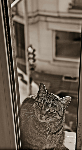 Le chat sur la fenêtre (3) by Stefan D