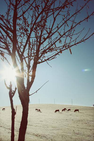 Tree and Cows by Salvatore Russolillo