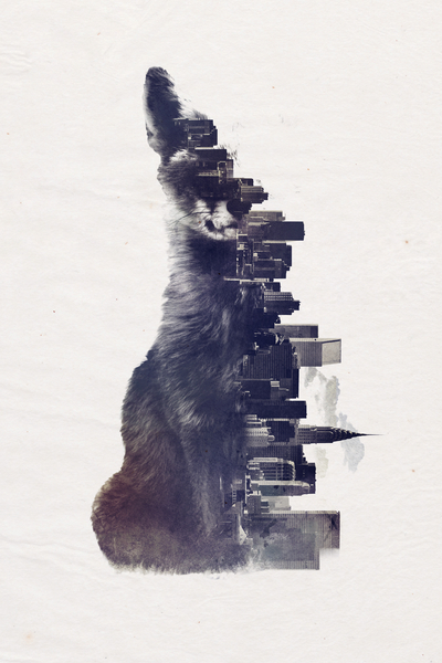 Fox from the city by Robert Farkas