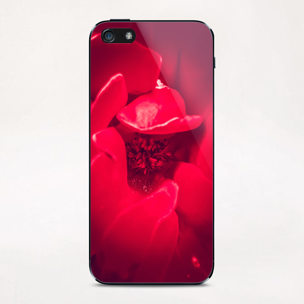 fresh red rose background iPhone & iPod Skin by Timmy333