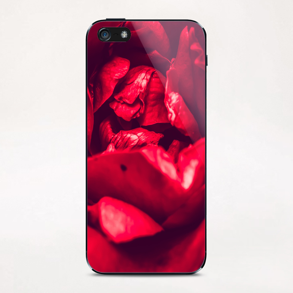 blooming red rose  iPhone & iPod Skin by Timmy333