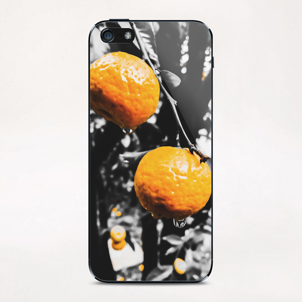 fresh orange fruit in the garden iPhone & iPod Skin by Timmy333