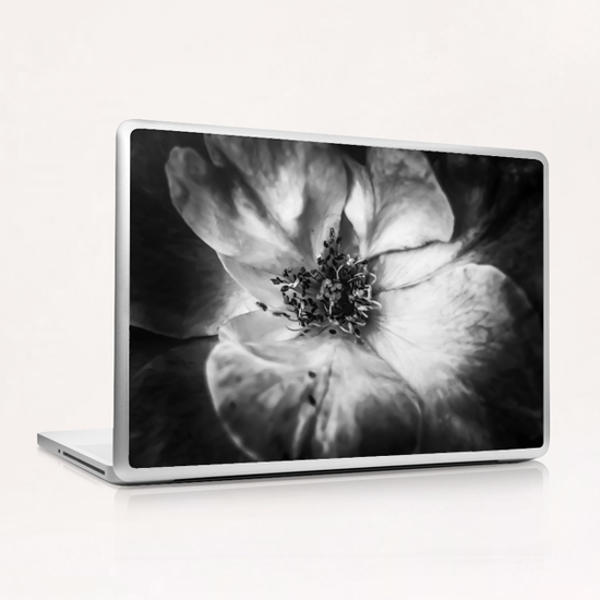 closeup blooming rose in black and white Laptop & iPad Skin by Timmy333